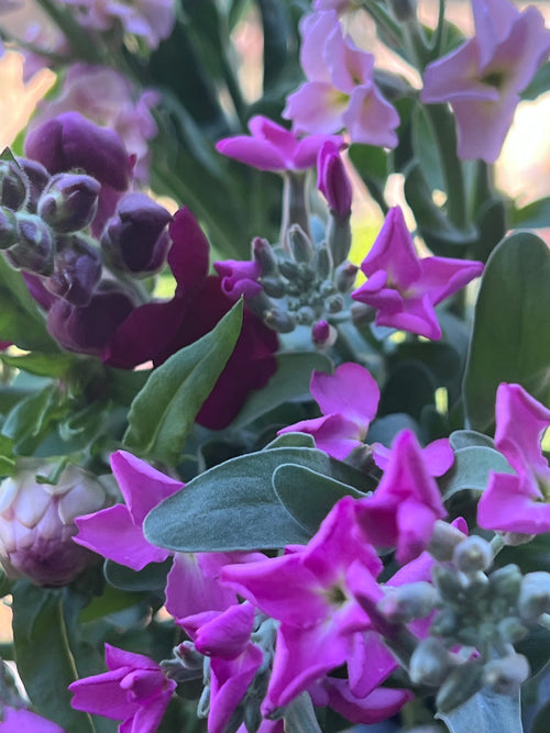 Seasonal Cut Flower Bouquet - Large